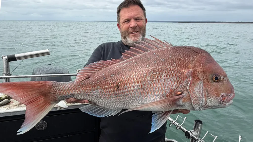 alt="Reedy’s Rigs ULTRA Rig pre tied snapper rig Australia with circle hook and UV flash material"