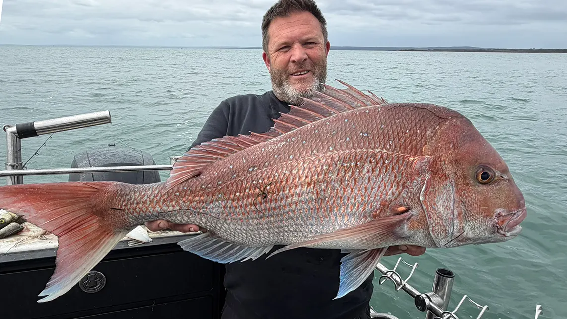 alt="Reedy’s Rigs ULTRA Rig pre tied snapper rig Australia with circle hook and UV flash material"