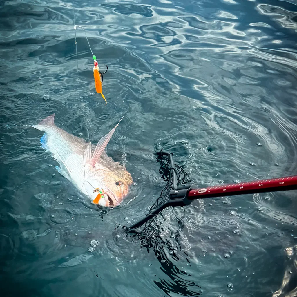 Snapper chasing Scallop Flasher Paternoster Rig with Dominator Hook and UV Flash