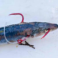 diagram hooks fishing bait ,bait snapper,mulloway rig,fishing rig, bait rig