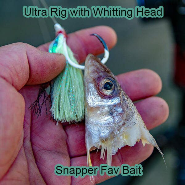 Baiting a circle hook for snapper fishing in Port Phillip Bay