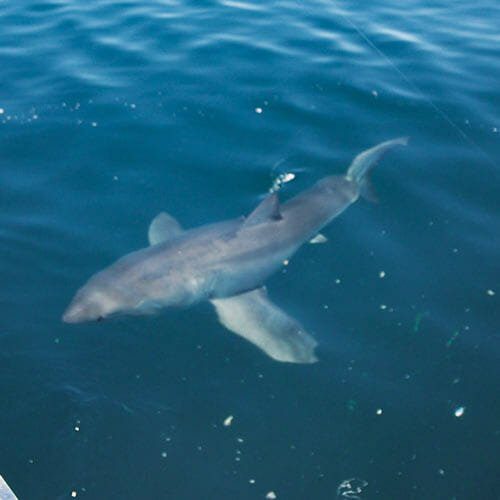 white shark, fishing ,great white shark,south australian great white shark, white shark, fishing, 
