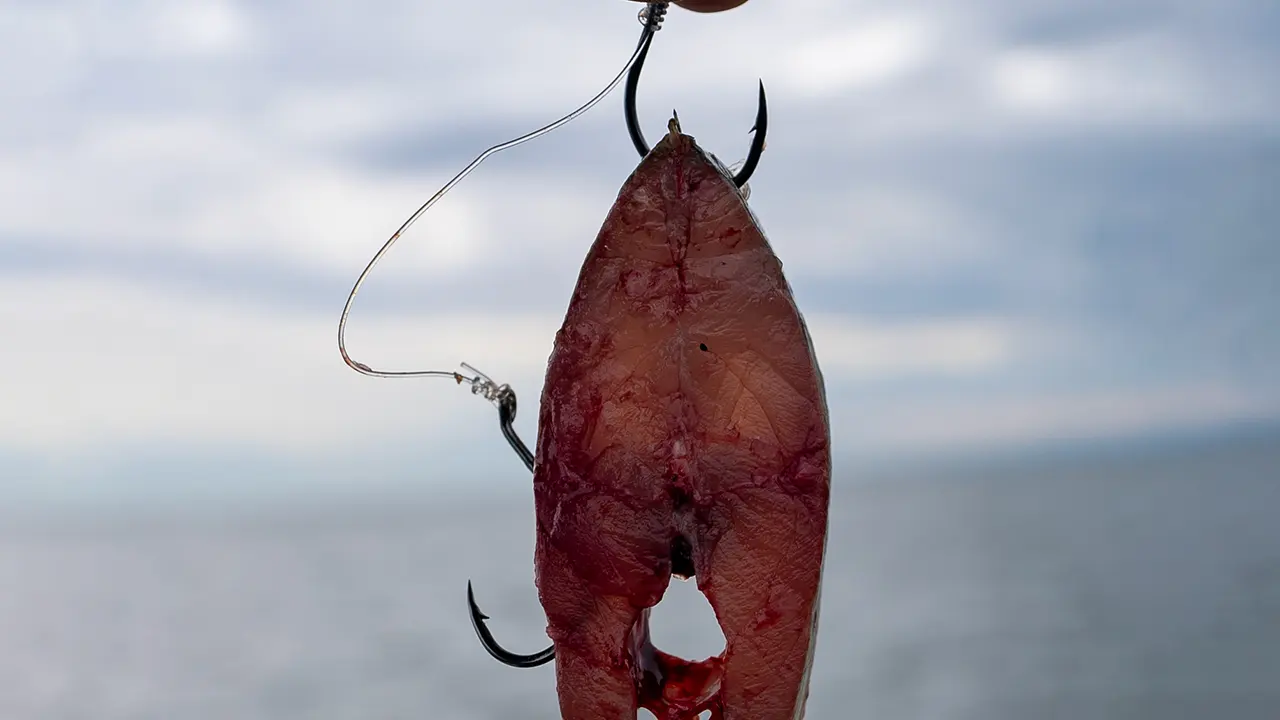 seaford bait , bait , best bait