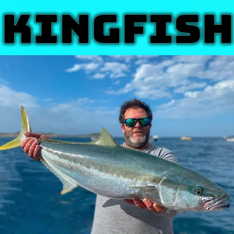 A close-up of a large Kingfish with its distinctive bright yellow tail and streamlined body, freshly caught in the waters of The Rip, Victoria.