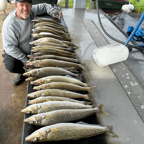 Catch King George Whiting