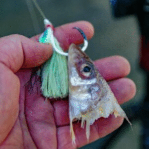 Snapper caught using Reedy's Rig