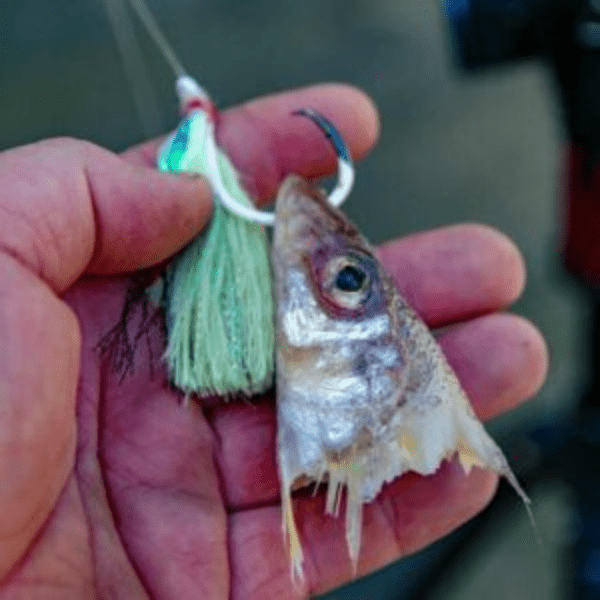 Snapper fishing location and rig setup during spring migration