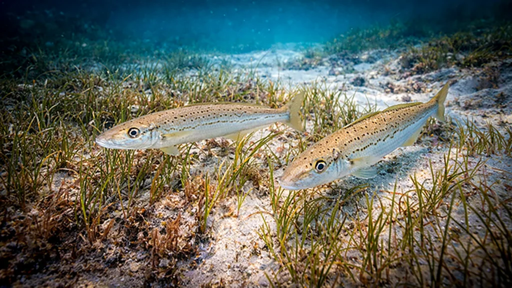 King George Whiting feeding behaviour in daylight conditions