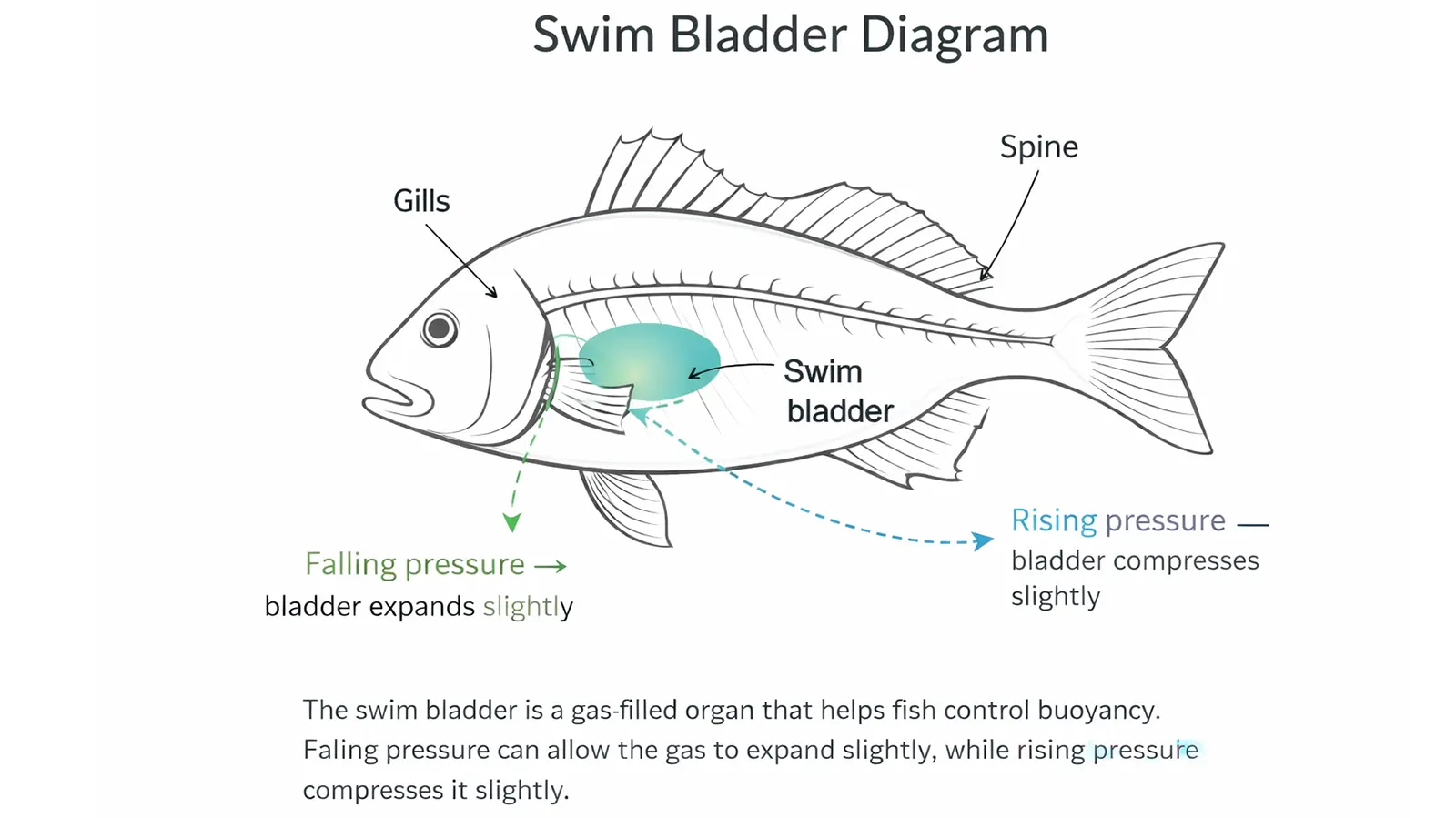 Fish swim bladder diagram showing how barometric pressure affects buoyancy in snapper and whiting